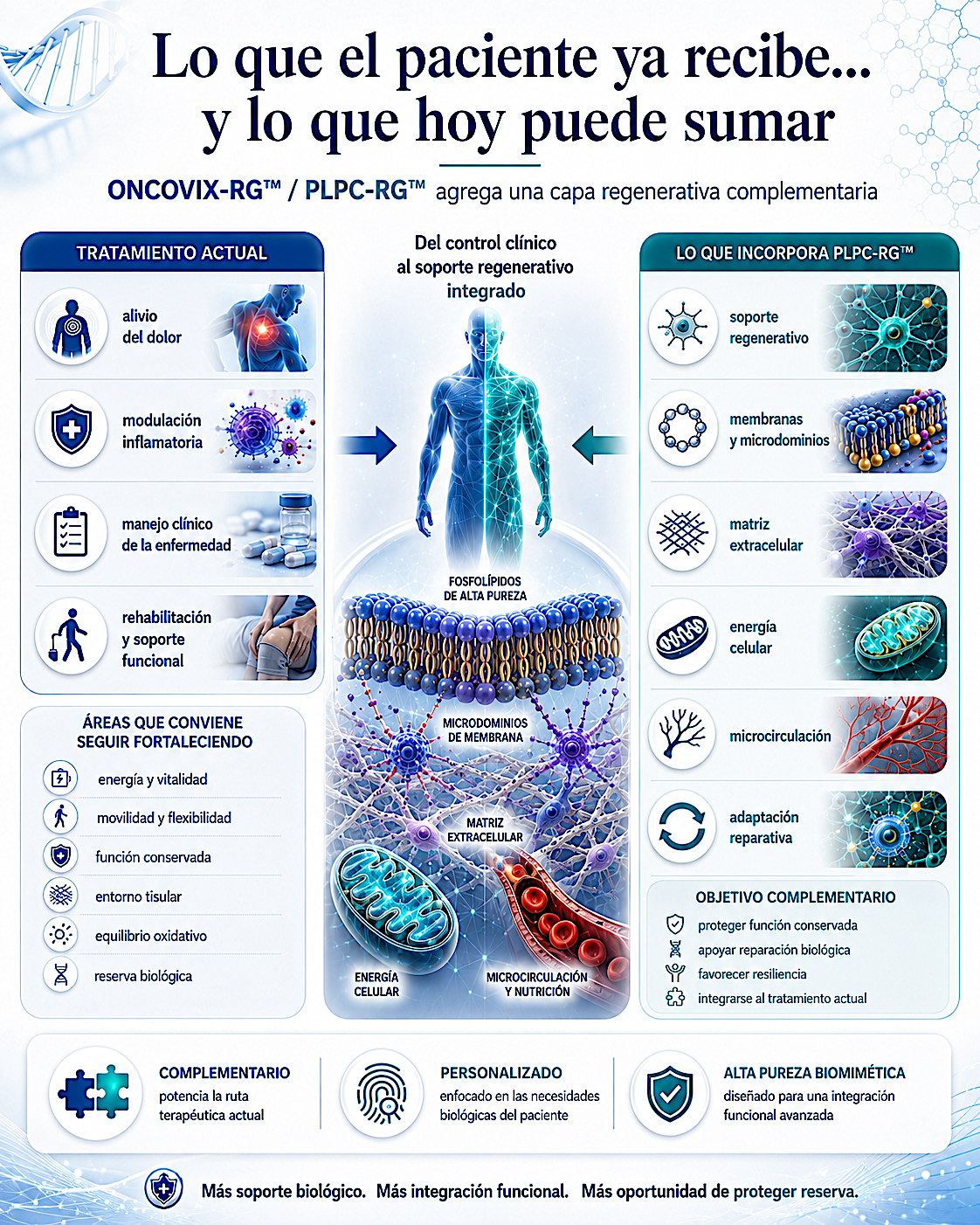 Célula viable con membrana luminosa, microdominios organizados, red mitocondrial, matriz y microcirculación.